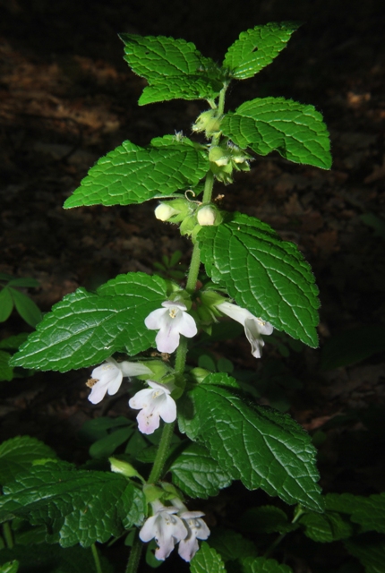 Melittis melissophyllum